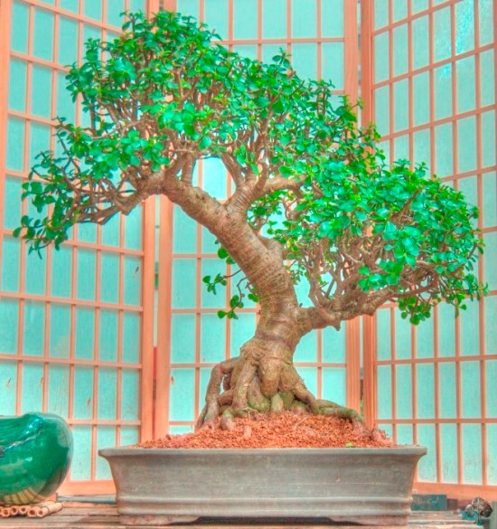 Bonsai-Tree-Care-for-Beginners-Everything-You-Need-to-Know
